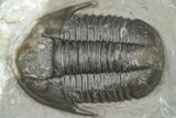 Inflated Proetid Trilobite - Jorf, Morocco #362848-2